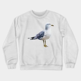 Ring Billed Gull painting (no background) Crewneck Sweatshirt